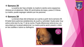  Semana 28
Le podría dar hipo al bebé; la madre lo siente como espasmos
rítmicos en el abdomen. Mide 35 centímetros de largo y pesa 2.5 libras.
La madre, puede segregar calostro por los pezones.
 Semana 29
La tercera fase del embarazo se cuenta a partir de la semana 29.
El bebé tiene patrones establecidos de sueño y actividad. Suele estar muy
activo entre las 8 y las 11 de la noche. Puede diferenciar entre la luz y la
oscuridad por la pared abdominal. La madre podría sentir presión o dolor
en las costillas o sobre su diafragma.
 