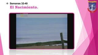  Semanas 32-40
El Nacimiento.
 