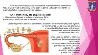 Esta fecundación se produce en la trompa. Mientras el huevo se encamina
hacia el útero ya es un embrión y se fija sobre la pared. La fijación del embrión en
la pared del útero recibe el nombre de nidación.
En el embrión hay dos grupos de células:
 Un grupo que formará el embrión propiamente dicho.
 Otro grupo que formará los anexos embrionarios.
Desde las primeras semanas comienzan a esbozarse en el embrión los futuros órganos.
Al mismo tiempo que se desarrolla el embrión
lo hacen también los anexos embrionarios.
Los principales anexos embrionarios
son el amnios y el corion.
Entre estas dos partes se interpone
una cámara de sangre procedente
de la madre.
La placenta esta unida al embrión
por medio del cordón umbilical.
A través del cordón,
el embrión recibe oxígeno
y sustancias nutritivas.
 