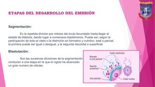 ETAPAS DEL DESARROLLO DEL EMBRIÓN
Segmentación:
Es la repetida división por mitosis del óvulo fecundado hasta llegar al
estado de blástula, dando lugar a numerosos blastómeros. Puede ser, según la
participación de todo el vitelo o la distinción en formativo y nutritivo, total o parcial;
la primera puede ser igual o desigual, y la segunda discoidal o superficial.
Blastulación:
Son las sucesivas divisiones de la segmentación
conducen a una etapa en la que el cigoto ha alcanzado
un gran numero de células.
 