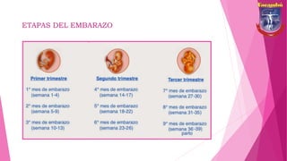 ETAPAS DEL EMBARAZO
 