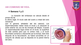 ASI COMENZO MI VIDA.
 Semana 1 y 2
La duración del embarazo se calcula desde el
primer día de
la última regla. El óvulo sale del ovario a mitad del ciclo
menstrual
(por lo general, alrededor del día catorce). Los
espermatozoides nadan hacia el óvulo y lo alcancen la
parte exterior de una de las trompas de falopio. Cuando
un espermatozoide logra entrar en el óvulo, la superficie
de éste cambia para que no entren más, y el óvulo
fecundado comienza a descender por la trompa. Seis días
después de la fecundación, se habrá convertido en un
conjunto de células que se deposita en la pared interna
del útero.
 