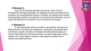 Semana 3
Aquí los 23 cromosomas del óvulo se han unido a los 23
cromosomas del espermatozoide. Se establece el sexo cromosómico de
su bebé y sus características físicas y mentales. Es posible que la madre
note pequeños cambios, por ejemplo en el sabor de los alimentos, en una
mayor sensibilidad en los pechos o en la sensación de náusea.
 Semana 4
El óvulo fertilizado entra en el útero y se implanta. Comienza la
diferenciación y formación de la placenta, el embrión y las células de la
membrana y líquido amniótico. El corazón del bebé late 65 veces por
minuto. Esta etapa es crítica para el bebé. La madre debe tener mucho
cuidado con lo que ingiere, porque en esta etapa se pueden dar la
mayoría de malformaciones.
 