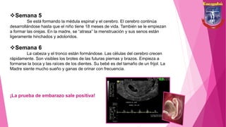 Semana 5
Se está formando la médula espinal y el cerebro. El cerebro continúa
desarrollándose hasta que el niño tiene 18 meses de vida. También se le empiezan
a formar las orejas. En la madre, se “atrasa” la menstruación y sus senos están
ligeramente hinchados y adoloridos.
Semana 6
La cabeza y el tronco están formándose. Las células del cerebro crecen
rápidamente. Son visibles los brotes de las futuras piernas y brazos. Empieza a
formarse la boca y las raíces de los dientes. Su bebé es del tamaño de un frijol. La
Madre siente mucho sueño y ganas de orinar con frecuencia.
¡La prueba de embarazo sale positiva!
 