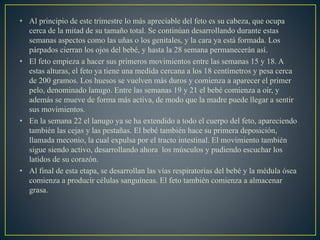 • Al principio de este trimestre lo más apreciable del feto es su cabeza, que ocupa
cerca de la mitad de su tamaño total. Se continúan desarrollando durante estas
semanas aspectos como las uñas o los genitales, y la cara ya está formada. Los
párpados cierran los ojos del bebé, y hasta la 28 semana permanecerán así.
• El feto empieza a hacer sus primeros movimientos entre las semanas 15 y 18. A
estas alturas, el feto ya tiene una medida cercana a los 18 centímetros y pesa cerca
de 200 gramos. Los huesos se vuelven más duros y comienza a aparecer el primer
pelo, denominado lanugo. Entre las semanas 19 y 21 el bebé comienza a oír, y
además se mueve de forma más activa, de modo que la madre puede llegar a sentir
sus movimientos.
• En la semana 22 el lanugo ya se ha extendido a todo el cuerpo del feto, apareciendo
también las cejas y las pestañas. El bebé también hace su primera deposición,
llamada meconio, la cual expulsa por el tracto intestinal. El movimiento también
sigue siendo activo, desarrollando ahora los músculos y pudiendo escuchar los
latidos de su corazón.
• Al final de esta etapa, se desarrollan las vías respiratorias del bebé y la médula ósea
comienza a producir células sanguíneas. El feto también comienza a almacenar
grasa.
 