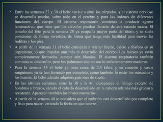 • Entre las semanas 27 y 30 el bebé vuelve a abrir los párpados, y el sistema nervioso
se desarrolla mucho, sobre todo en el cerebro y para las órdenes de diferentes
funciones del cuerpo. El sistema respiratorio comienza a producir agente
tensioactivo, que hace que los alveolos puedan llenarse de aire cuando nazca. El
tamaño del feto para la semana 28 ya ocupa la mayor parte del útero, y se suele
posicionar de forma invertida, de forma que tenga más facilidad para mover las
rodillas y los pies.
• A partir de la semana 31 el bebé comienza a retener hierro, calcio y fósforo en su
organismo, lo que impulsa aún más el desarrollo del cuerpo. Los huesos ya están
completamente formados, aunque aún blandos. El sistema respiratorio también
continúa su desarrollo, pero los pulmones aún no son lo suficientemente maduros.
• Para la semana 35 el bebé ya pesa cerca de 2,5 kilos, y su corazón y vasos
sanguíneos ya se han formado por completo, como también lo están los músculos y
los huesos. El bebé además adquiere patrones de sueño.
• En las últimas semanas, entre la 38 y la 40, desaparece el lanugo excepto de
hombros y brazos, siendo el cabello desarrollado en la cabeza además más grueso y
resistente. Aparecen también los brotes mamarios.
• A partir de la semana 40 se considera que el embrión está desarrollado por completo
y listo para nacer, variando la fecha en que ocurre.
 