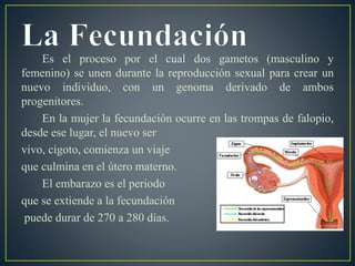 Es el proceso por el cual dos gametos (masculino y
femenino) se unen durante la reproducción sexual para crear un
nuevo individuo, con un genoma derivado de ambos
progenitores.
En la mujer la fecundación ocurre en las trompas de falopio,
desde ese lugar, el nuevo ser
vivo, cigoto, comienza un viaje
que culmina en el útero materno.
El embarazo es el periodo
que se extiende a la fecundación
puede durar de 270 a 280 días.
 