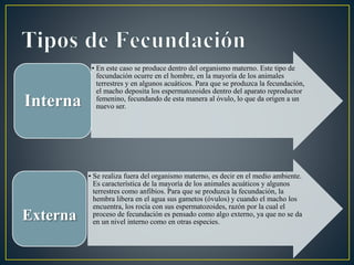 • En este caso se produce dentro del organismo materno. Este tipo de
fecundación ocurre en el hombre, en la mayoría de los animales
terrestres y en algunos acuáticos. Para que se produzca la fecundación,
el macho deposita los espermatozoides dentro del aparato reproductor
femenino, fecundando de esta manera al óvulo, lo que da origen a un
nuevo ser.Interna
• Se realiza fuera del organismo materno, es decir en el medio ambiente.
Es característica de la mayoría de los animales acuáticos y algunos
terrestres como anfibios. Para que se produzca la fecundación, la
hembra libera en el agua sus gametos (óvulos) y cuando el macho los
encuentra, los rocía con sus espermatozoides, razón por la cual el
proceso de fecundación es pensado como algo externo, ya que no se da
en un nivel interno como en otras especies.
Externa
 