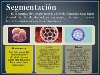 Es la repetida división por mitosis del óvulo fecundado hasta llegar
al estado de blástula, dando lugar a numerosos blastómeros. En esta
fase se distinguen las siguientes formaciones:
Blastometros
Son cada una de las
células en que se
divide el huevo o
cigoto para dar lugar a
las primeras fases
embrionarias.
Morula
Es el estado temprano del
desarrollo de un huevo
fecundado, durante el
período de segmentación, en
el que el conjunto de células,
en número reducido todavía,
se semeja a una mora. Los
blastómeros emigran hacia la
periferia para formar una
única capa.
Blástula
Durante las primeras fases de
la segmentación, los
blastómeros permanecen
unidos dando al huevo un
aspecto parecido al de una
mora, es el estadio de
mórula. Pero muy pronto, los
blastómeros tienden a
colocarse alrededor de una
cavidad central o blastocele,
quedando el estadio de
blástula.
 