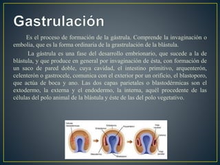 Es el proceso de formación de la gástrula. Comprende la invaginación o
embolia, que es la forma ordinaria de la grastrulación de la blástula.
La gástrula es una fase del desarrollo embrionario, que sucede a la de
blástula, y que produce en general por invaginación de ésta, con formación de
un saco de pared doble, cuya cavidad, el intestino primitivo, arquenterón,
celenterón o gastrocele, comunica con el exterior por un orificio, el blastoporo,
que actúa de boca y ano. Las dos capas parietales o blastodérmicas son el
extodermo, la externa y el endodermo, la interna, aquél procedente de las
células del polo animal de la blástula y éste de las del polo vegetativo.
 