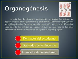 En esta fase del desarrollo embrionario, se forman los sistemas de
órganos después de la segmentación y gastrulación. Durante la organogénesis,
los tejidos primarios, formados ya en la gastrulación, crecen y se diferencian.
Cada uno de los sistemas de órganos derivan de cada una de las hojas
embrionarias. Podemos diferencias los siguientes órganos y tejidos:
Derivados del ectodermo
Derivados del endodermo
Derivados del mesodermo
 