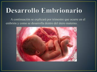 A continuación se explicará por trimestre que ocurre en el
embrión y como se desarrolla dentro del útero materno.
 