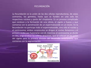 FECUNDACIÓN
La fecundación es la unión de las dos células reproductoras, de sexos
contrarios, los gametos, hasta que se funden en uno solo los
respectivos núcleos y parte del citoplasma. Es un proceso complicado
que conduce a la formación de una célula, el cigoto o huevo y que
comienza con la penetración de un espermatozoide en un óvulo. En la
fecundación no participa todo el espermatozoide, sino sólo el núcleo y
el centrosoma; ambos corpúsculos se dirigen al núcleo femenino y el
primero acaba por fusionarse con él, mientras el centrosoma se divide
en dos, originándose las esferas atractivas, que se colocan en los polos
del cigoto para la primera división del desarrollo embrionario, que
comienza con la segmentación.
 