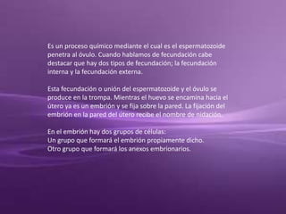 Es un proceso químico mediante el cual es el espermatozoide
penetra al óvulo. Cuando hablamos de fecundación cabe
destacar que hay dos tipos de fecundación; la fecundación
interna y la fecundación externa.
Esta fecundación o unión del espermatozoide y el óvulo se
produce en la trompa. Mientras el huevo se encamina hacia el
útero ya es un embrión y se fija sobre la pared. La fijación del
embrión en la pared del útero recibe el nombre de nidación.
En el embrión hay dos grupos de células:
Un grupo que formará el embrión propiamente dicho.
Otro grupo que formará los anexos embrionarios.
 