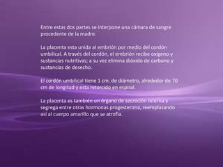 Entre estas dos partes se interpone una cámara de sangre
procedente de la madre.
La placenta esta unida al embrión por medio del cordón
umbilical. A través del cordón, el embrión recibe oxígeno y
sustancias nutritivas; a su vez elimina dióxido de carbono y
sustancias de desecho.
El cordón umbilical tiene 1 cm. de diámetro, alrededor de 70
cm de longitud y esta retorcido en espiral.
La placenta es también un órgano de secreción interna y
segrega entre otras hormonas progesterona, reemplazando
así al cuerpo amarillo que se atrofia.
 