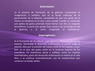 Gastrulación:
es el proceso de formación de la gástrula. Comprende la
invaginación o embolia, que es la forma ordinaria de la
grastrulación de la blástula, consistente en que una parte de la
misma se introduce en la otra, como sucede cuando se comprime
una pelota de goma pinchada hasta formar con ella un casquete
hemisférico: la parte que queda fuera viene a ser el ectodermo de
la gástrula, y la parte invaginada el endodermo.
Organogénesis:
Es la formación de los esbozos organógenos y diferenciación de los
mismos. Terminado el desarrollo embrionario, el animal surge al
exterior, bien por la eclosión del huevo, como en los reptiles y aves,
bien en el acto del parto, como en la inmensa mayoría de los
mamíferos. En numerosos peces y anfibios, como en muchos
invertebrados, parte del desarrollo embrionario se realiza en la vida
libre, y se continua insensiblemente, con las metamorfosis que
conducen al estado adulto
 