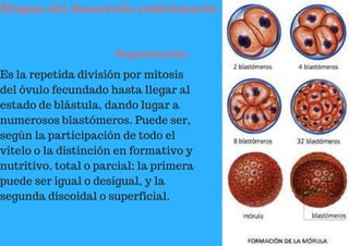 Etapas del desarrollo embrionario
Segmetación:
Es la repetida división por mitosis
del óvulo fecundado hasta llegar al
estado de blástula, dando lugar a
numerosos blastómeros. Puede ser,
según la participación de todo el
vitelo o la distinción en formativo y
nutritivo, total o parcial; la primera
puede ser igual o desigual, y la
segunda discoidal o superficial.
 