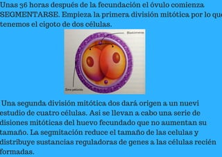 Unas 36 horas después de la fecundación el óvulo comienza
SEGMENTARSE. Empieza la primera división mitótica por lo que
tenemos el cigoto de dos células.
Una segunda división mitótica dos dará origen a un nuevi
estudio de cuatro células. Asi se llevan a cabo una serie de
disiones mitóticas del huevo fecundado que no aumentan su
tamaño. La segmitación reduce el tamaño de las celulas y
distribuye sustancias reguladoras de genes a las células recién
formadas.
 