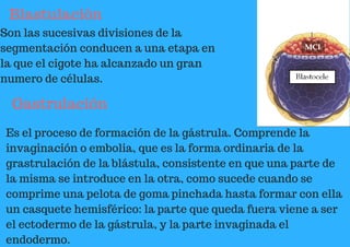 Blastulación
Son las sucesivas divisiones de la
segmentación conducen a una etapa en
la que el cigote ha alcanzado un gran
numero de células.
Gastrulación
Es el proceso de formación de la gástrula. Comprende la
invaginación o embolia, que es la forma ordinaria de la
grastrulación de la blástula, consistente en que una parte de
la misma se introduce en la otra, como sucede cuando se
comprime una pelota de goma pinchada hasta formar con ella
un casquete hemisférico: la parte que queda fuera viene a ser
el ectodermo de la gástrula, y la parte invaginada el
endodermo.
 