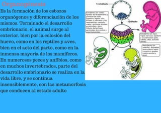 Organogénesis
Es la formación de los esbozos
organógenos y diferenciación de los
mismos. Terminado el desarrollo
embrionario, el animal surge al
exterior, bien por la eclosión del
huevo, como en los reptiles y aves,
bien en el acto del parto, como en la
inmensa mayoría de los mamíferos.
En numerosos peces y anfibios, como
en muchos invertebrados, parte del
desarrollo embrionario se realiza en la
vida libre, y se continua
insensiblemente, con las metamorfosis
que conducen al estado adulto
 