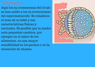 Semana 3
Aquí los 23 cromosomas del óvulo
se han unido a los 23 cromosomas
del espermatozoide. Se establece
el sexo de su bebé y sus
características físicas y
mentales. Es posible que la madre
note pequeños cambios, por
ejemplo en el sabor de los
alimentos, en una mayor
sensibilidad en los pechos o en la
sensación de náusea.
 