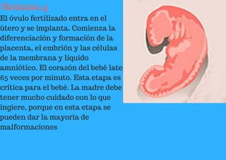 Semana 4
El óvulo fertilizado entra en el
útero y se implanta. Comienza la
diferenciación y formación de la
placenta, el embrión y las células
de la membrana y líquido
amniótico. El corazón del bebé late
65 veces por minuto. Esta etapa es
crítica para el bebé. La madre debe
tener mucho cuidado con lo que
ingiere, porque en esta etapa se
pueden dar la mayoría de
malformaciones
 