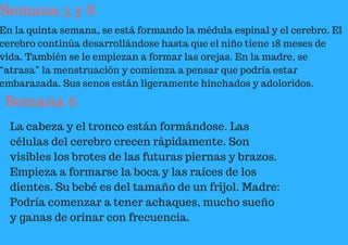 Semana 5 y 8
En la quinta semana, se está formando la médula espinal y el cerebro. El
cerebro continúa desarrollándose hasta que el niño tiene 18 meses de
vida. También se le empiezan a formar las orejas. En la madre, se
“atrasa” la menstruación y comienza a pensar que podría estar
embarazada. Sus senos están ligeramente hinchados y adoloridos.
Semana 6
La cabeza y el tronco están formándose. Las
células del cerebro crecen rápidamente. Son
visibles los brotes de las futuras piernas y brazos.
Empieza a formarse la boca y las raíces de los
dientes. Su bebé es del tamaño de un frijol. Madre:
Podría comenzar a tener achaques, mucho sueño
y ganas de orinar con frecuencia.
 