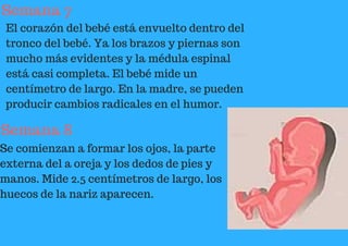 Semana 7
El corazón del bebé está envuelto dentro del
tronco del bebé. Ya los brazos y piernas son
mucho más evidentes y la médula espinal
está casi completa. El bebé mide un
centímetro de largo. En la madre, se pueden
producir cambios radicales en el humor.
Semana 8
Se comienzan a formar los ojos, la parte
externa del a oreja y los dedos de pies y
manos. Mide 2.5 centímetros de largo, los
huecos de la nariz aparecen.
 