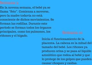 Semana 9
En la novena semana, el bebé ya se
llama “feto”. Comienza a moverse,
pero la madre todavía no está
consciente de dichos movimientos. Se
forman las rodillas. Durante este
período se forman todos los órganos
principales, como los pulmones, los
riñones y el hígado.
Semana 10
Inicia el funcionamiento de la
placenta. La cabeza es la mitad del
tamaño del bebé. Los riñones ya
producen orina y se pasa al líquido
amniótico que rodea al bebé y que
lo protege de los golpes que pueden
causar choques y caídas.
 
