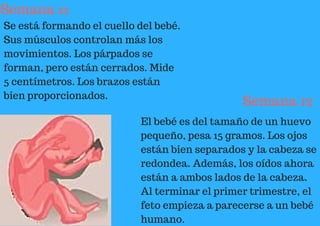 Semana 11
Se está formando el cuello del bebé.
Sus músculos controlan más los
movimientos. Los párpados se
forman, pero están cerrados. Mide
5 centímetros. Los brazos están
bien proporcionados.
Semana 12
El bebé es del tamaño de un huevo
pequeño, pesa 15 gramos. Los ojos
están bien separados y la cabeza se
redondea. Además, los oídos ahora
están a ambos lados de la cabeza.
Al terminar el primer trimestre, el
feto empieza a parecerse a un bebé
humano.
 