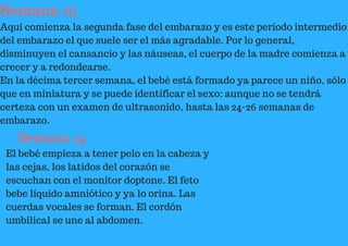 Semana 13
Aquí comienza la segunda fase del embarazo y es este período intermedio
del embarazo el que suele ser el más agradable. Por lo general,
disminuyen el cansancio y las náuseas, el cuerpo de la madre comienza a
crecer y a redondearse.
En la décima tercer semana, el bebé está formado ya parece un niño, sólo
que en miniatura y se puede identificar el sexo; aunque no se tendrá
certeza con un examen de ultrasonido, hasta las 24-26 semanas de
embarazo.
Semana 14
El bebé empieza a tener pelo en la cabeza y
las cejas, los latidos del corazón se
escuchan con el monitor doptone. El feto
bebe líquido amniótico y ya lo orina. Las
cuerdas vocales se forman. El cordón
umbilical se une al abdomen.
 