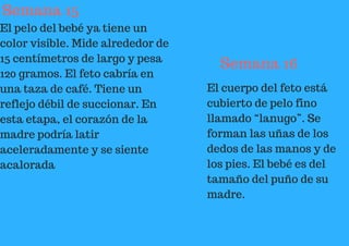 Semana 15
El pelo del bebé ya tiene un
color visible. Mide alrededor de
15 centímetros de largo y pesa
120 gramos. El feto cabría en
una taza de café. Tiene un
reflejo débil de succionar. En
esta etapa, el corazón de la
madre podría latir
aceleradamente y se siente
acalorada
Semana 16
El cuerpo del feto está
cubierto de pelo fino
llamado “lanugo”. Se
forman las uñas de los
dedos de las manos y de
los pies. El bebé es del
tamaño del puño de su
madre.
 