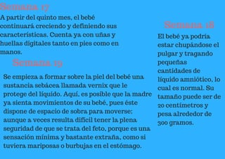 Semana 17
A partir del quinto mes, el bebé
continuará creciendo y definiendo sus
características. Cuenta ya con uñas y
huellas digitales tanto en pies como en
manos.
Semana 18
El bebé ya podría
estar chupándose el
pulgar y tragando
pequeñas
cantidades de
líquido amniótico, lo
cual es normal. Su
tamaño puede ser de
20 centímetros y
pesa alrededor de
300 gramos.
Semana 19
Se empieza a formar sobre la piel del bebé una
sustancia sebácea llamada vernix que le
protege del líquido. Aquí, es posible que la madre
ya sienta movimientos de su bebé, pues éste
dispone de espacio de sobra para moverse;
aunque a veces resulta difícil tener la plena
seguridad de que se trata del feto, porque es una
sensación mínima y bastante extraña, como si
tuviera mariposas o burbujas en el estómago.
 