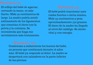 Semana 23
El reflejo del bebé de agarrar,
cerrando la mano, es más
fuerte. Mide 30 centímetros de
largo. La madre podría sentir
estiramiento de los ligamentos
que conectan el útero con la
pelvis y la columna. Se
recomienda que haga sus
movimientos más lentamente.
Semana 24
El bebé podrá reaccionar ante
ruidos fuertes o cierta música.
Mide 33 centímetros y pesa
aproximadamente 750 gramos.
El útero de la madre ha llegado
al nivel del ombligo. Se siente
vital y con energía.
Semana 25
Comienzan a endurecerse los huesos del bebé,
un proceso que continuará durante 16 años
más. El bebé ya responde al dolor. La madre se
despertará con calambres en la parte inferior
de las piernas.
 