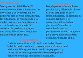 Semana 26
Se engrosa la piel del bebé. El
meconio se empieza a formar en los
intestinos y se evacuará en los
primeros días de vida extrauterina.
En esta etapa, se recomienda a la
madre una buena alimentación y
evitar las dietas; además del
consumo de productos y jugos
naturales. El volumen sanguíneo
ha aumentado en un 30%.
Semana 27
Los párpados se han abierto,
percibe luz y diferencia olores.
El bebé está feliz en este
mundo materno. Ya terminó el
segundo trimestre. Si
aparecen várices en las
piernas de la madre, se
recomienda que no
permanezca mucho tiempo de
pie y eleve las piernas para
descansar durante el día.
Semana 28
En la semana número 28, ya le podría dar hipo al
bebé; la madre lo siente como espasmos rítmicos en el
abdomen. Mide 35 centímetros de largo y pesa 2.5
libras. En la madre, puede salirle calostro por los
pezones. Se siente más torpe y olvidadiza.
 