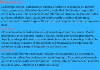 Semana 29
La tercera fase del embarazo se cuenta a partir de la semana 29. El bebé
tiene patrones establecidos de sueño y actividad. Suele estar muy activo
entre las 8 y las 11 de la noche. Puede diferenciar entre la luz y la oscuridad
por la pared abdominal. La madre podría sentir presión o dolor en las
costillas o sobre su diafragma. Se siente llena después de comer, aunque sea
poco
Semana 30
El bebé ha alcanzado dos tercios del tamaño que tendrá al nacer. Puede
diferenciar entre sabores dulces o ácidos. Puede patear con gran fuerza.
Aquí la madre podría estar consciente de las contracciones de práctica. Se
recomienda que cuando el abdomen de la embarazada se endurezca, la
madre se relaje y respire lentamente con cada una.
Semana 31
El feto puede sonreír y bostezar, pesa aproximadamente 1.8 kilogramos.
Practica su reflejo de succionar con su dedo pulgar. La madre puede sentir
que se le acaba el aire al subir gradas. Se despierta varias veces en la noche
para ir al baño. Comienza a sentir más calor.
 