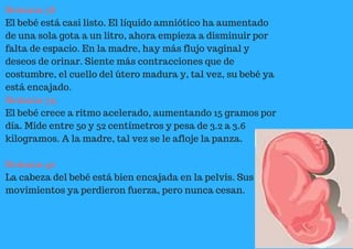 Semana 38
El bebé está casi listo. El líquido amniótico ha aumentado
de una sola gota a un litro, ahora empieza a disminuir por
falta de espacio. En la madre, hay más flujo vaginal y
deseos de orinar. Siente más contracciones que de
costumbre, el cuello del útero madura y, tal vez, su bebé ya
está encajado.
Semana 39.
El bebé crece a ritmo acelerado, aumentando 15 gramos por
día. Mide entre 50 y 52 centímetros y pesa de 3.2 a 3.6
kilogramos. A la madre, tal vez se le afloje la panza.
Semana 40
La cabeza del bebé está bien encajada en la pelvis. Sus
movimientos ya perdieron fuerza, pero nunca cesan.
 