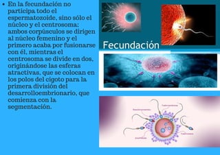 En la fecundación no
participa todo el
espermatozoide, sino sólo el
núcleo y el centrosoma;
ambos corpúsculos se dirigen
al núcleo femenino y el
primero acaba por fusionarse
con él, mientras el
centrosoma se divide en dos,
originándose las esferas
atractivas, que se colocan en
los polos del cigoto para la
primera división del
desarrolloembrionario, que
comienza con la
segmentación.
 