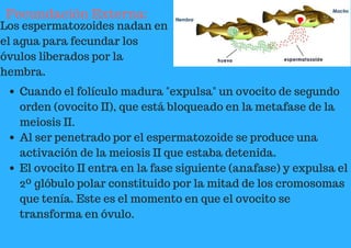 Fecundación Externa:
Los espermatozoides nadan en
el agua para fecundar los
óvulos liberados por la
hembra.
Cuando el folículo madura "expulsa" un ovocito de segundo
orden (ovocito II), que está bloqueado en la metafase de la
meiosis II.
Al ser penetrado por el espermatozoide se produce una
activación de la meiosis II que estaba detenida.
El ovocito II entra en la fase siguiente (anafase) y expulsa el
2º glóbulo polar constituido por la mitad de los cromosomas
que tenía. Este es el momento en que el ovocito se
transforma en óvulo.
 