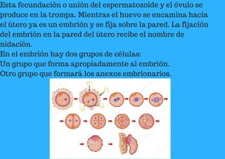 Esta fecundación o unión del espermatozoide y el óvulo se
produce en la trompa. Mientras el huevo se encamina hacia
el útero ya es un embrión y se fija sobre la pared. La fijación
del embrión en la pared del útero recibe el nombre de
nidación.
En el embrión hay dos grupos de células:
Un grupo que forma apropiadamente al embrión.
Otro grupo que formará los anexos embrionarios.
 