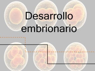Desarrollo
embrionario
 