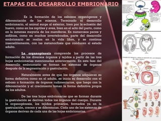 ETAPAS DEL DESARROLLO EMBRIONARIO
Es la formación de los esbozos organógenos y
diferenciación de los mismos. Terminado el desarrollo
embrionario, el animal surge al exterior, bien por la eclosión del
huevo, como en los reptiles y aves, bien en el acto del parto, como
en la inmensa mayoría de los mamíferos. En numerosos peces y
anfibios, como en muchos invertebrados, parte del desarrollo
embrionario se realiza en la vida libre, y se continua
insensiblemente, con las metamorfosis que conducen al estado
adulto.
La organogénesis comprende los procesos de
formación de los diversos órganos y tejidos a partir de las tres
hojas embrionarias mencionadas anteriormente. En esta fase del
desarrollo embrionario se forman los sistemas de órganos
después de la segmentación y gastrulación.
Naturalmente antes de que los órganos adquieran su
forma definitiva como en el adulto, se inicia su desarrollo con el
esbozo o formación de órganos rudimentarios, que luego con la
diferenciación y el crecimiento toman la forma definitiva propia
de los adultos.
De las tres hojas embrionarias que se forman durante
la gastrulación se derivan todos los órganos del cuerpo. Durante
la organogénesis, los tejidos primarios, formados ya en la
gastrulación, crecen y se diferencian. Cada uno de los sistemas de
órganos derivan de cada una de las hojas embrionarias.
 