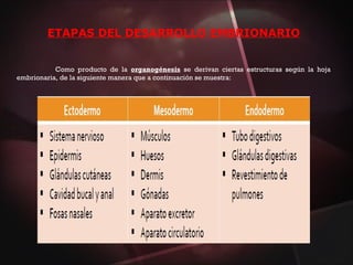 ETAPAS DEL DESARROLLO EMBRIONARIO
Como producto de la organogénesis se derivan ciertas estructuras según la hoja
embrionaria, de la siguiente manera que a continuación se muestra:
 