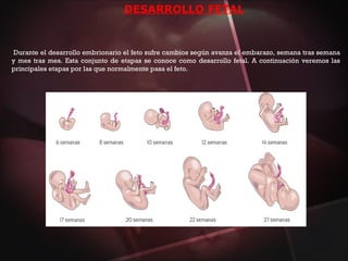 DESARROLLO FETAL
Durante el desarrollo embrionario el feto sufre cambios según avanza el embarazo, semana tras semana
y mes tras mes. Esta conjunto de etapas se conoce como desarrollo fetal. A continuación veremos las
principales etapas por las que normalmente pasa el feto.
 