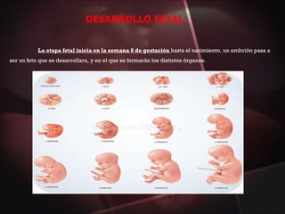 DESARROLLO FETAL
La etapa fetal inicia en la semana 8 de gestación hasta el nacimiento, un embrión pasa a
ser un feto que se desarrollara, y en el que se formarán los distintos órganos.
 