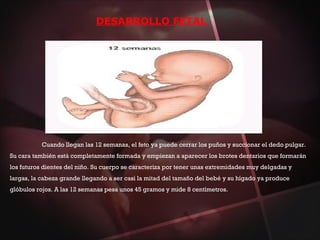 DESARROLLO FETAL
Cuando llegan las 12 semanas, el feto ya puede cerrar los puños y succionar el dedo pulgar.
Su cara también está completamente formada y empiezan a aparecer los brotes dentarios que formarán
los futuros dientes del niño. Su cuerpo se caracteriza por tener unas extremidades muy delgadas y
largas, la cabeza grande llegando a ser casi la mitad del tamaño del bebé y su hígado ya produce
glóbulos rojos. A las 12 semanas pesa unos 45 gramos y mide 8 centímetros.
 