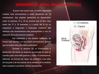 DESARROLLO FETAL (Semana 14 a 23)
A partir del cuarto mes, el bebé empieza a
realizar más movimientos y mide alrededor de 15
centímetros. Las papilas gustativas se desarrollan
entre la semana 14 y 16 es normal que el feto oiga
entre las 17 y 19 semanas, y a partir de la 24 ya
empezará a responder a estímulos auditivos del
exterior con movimientos más perceptibles y con un
aumento de su frecuencia cardíaca.
Los músculos y los huesos maduran, se
hacen más fuertes y el feto hace movimientos activos
que la madre nota con cierta asiduidad.
Durante la semana 20, el crecimiento y
desarrollo del bebé se empieza a acentuar, ya que es
cuando pesa unos 450 gramos y mide 19 centímetros.
Además, se forman las cejas, las pestañas y las uñas
de los pies y de las manos; en la semana 22 la médula
ósea empieza a producir células sanguíneas.
 