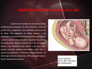 DESARROLLO FETAL (Semana 24 a 30)
A partir de la semana 24, los ojos ya están
perfectamente formados. En este momento, el feto ya
puede ver y responder a los estímulos lumínicos. En
el sexto mes adquiere el reflejo palmar y de
sobresalto, se forman las huellas dactilares de los pies
y de las manos y los pulmones empiezan su proceso
de maduración. Entre la semana 26 y 30, el cerebro
crece a una velocidad muy rápida y gracias a ello,
puede controlar algunas actividades como abrir y
cerrar los párpados y moverse voluntariamente. En
esta etapa el bebé alcanza los 1.300 gramos de peso y
los 27 centímetros de altura.
 
