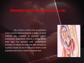 DESARROLLO FETAL (Semana 31 a 40)
En el octavo y noveno mes de gestación,
el feto aumenta exponencialmente su peso y su grasa
corporal. Sus pulmones le permiten realizar
movimientos respiratorios rítmicos e incluso puede
tener hipo. Los genitales están perfectamente
formados. La cabeza del bebé está bien encajada en
la pelvis. A partir de las 37 semanas el bebé ya está
preparado para nacer y termina el periodo fetal.
 