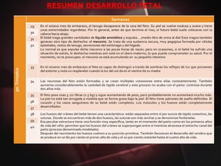 RESUMEN DESARROLLO FETAL
 